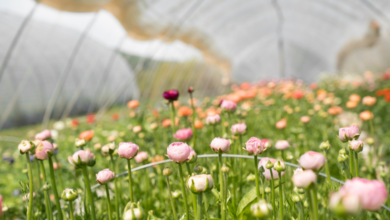 Flowers On The Sunshine Coast: Seasonal Blooms, Where To See Them, And How To Grow Your Own