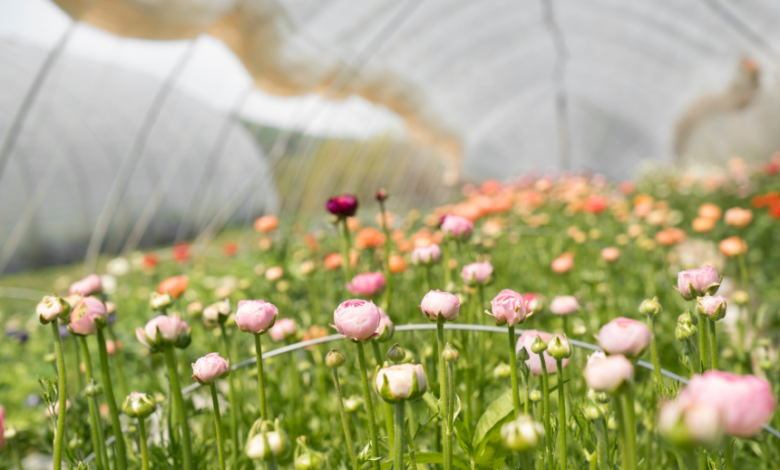 Flowers On The Sunshine Coast: Seasonal Blooms, Where To See Them, And How To Grow Your Own